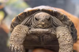 Giật mình rùa biển khổng lồ 100 tuổi lần đầu sinh con 