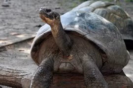 Chuyệt thật như đùa... rùa biển khổng lồ 100 tuổi lần đầu sinh con 