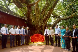 Những ý nghĩa của hoạt động Bảo tồn Cây Di sản Việt Nam