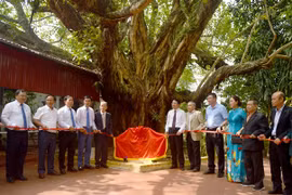 Những ý nghĩa của hoạt động Bảo tồn Cây Di sản Việt Nam