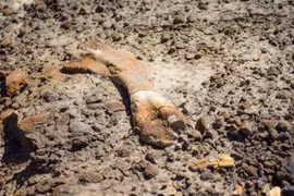 Phát hiện hóa thạch khủng long gần 70 triệu năm tuổi