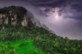 Độc lạ loài cây càng bị sét đánh càng khỏe, tiêu diệt đối thủ