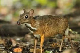 Ghi nhận cheo cheo Nam Dương tại Hòn Bà: Loài chỉ còn ở ĐNA! 