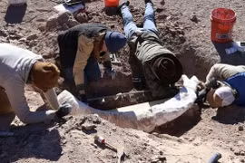 Đi săn hươu, bất ngờ đụng trúng ngà voi ma mút vô giá 