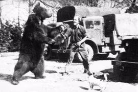 Chuyện về con gấu mang quân hàm hạ sĩ nổi tiếng thế giới