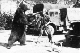 Chuyện về con gấu mang quân hàm hạ sĩ nổi tiếng thế giới