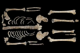 Soi hài cốt chiến binh Celtic 2.500 tuổi, lộ bí mật động Trời