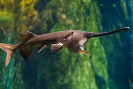 Cá tầm thìa chính thức tuyệt chủng sau 200 triệu năm: Loài đặc biệt! 