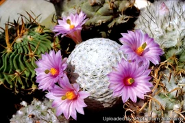 Loài xương rồng độc lạ, tròn ủng hệt quả bóng golf