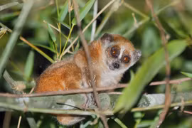 Thả gấp hai con cu li về rừng Bình Phước: Loài cực nguy cấp! 