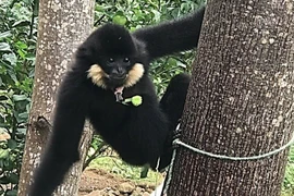 Vượn đen má hung xuất hiện ở Đà Nẵng: Loài bản địa siêu hiếm! 