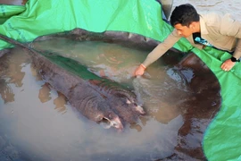 Tận mục cá đuối khổng lồ 300 kg dân vừa bắt được trên sông Mekong