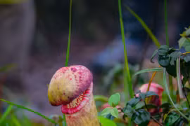 Biết gì về loài cây trông giống “của quý” gây sốt ở Campuchia?