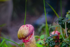 Biết gì về loài cây trông giống “của quý” gây sốt ở Campuchia?