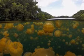 Hồ nước nổi tiếng chứa đầy khí độc, sứa nổi kín mặt nước