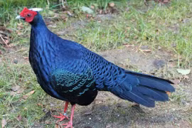 Gà lôi lam mào trắng quý hiếm sao Việt Nam bảo tồn gấp?