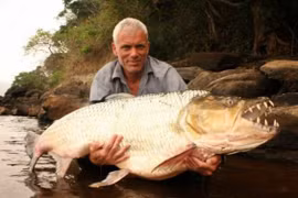 "Quái ngư" hung dữ răng sắc như dao cạo, xơi tái cả cá sấu