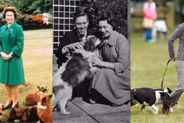 Hoàng gia Anh sủng thú cưng thế nào?