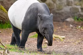 Ngắm loài động vật có tên trong Sách Đỏ: Đã tuyệt chủng ở Việt Nam?