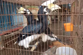 Bắt được chim cao cát quý hiếm, dân giao ngay cho kiểm lâm TP.HCM