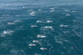 Choáng với đàn cá heo 2.000 con xuất hiện tại Vịnh Monterey