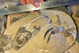 Phát hiện càng cua hóa thạch khủng nhất thế giới
