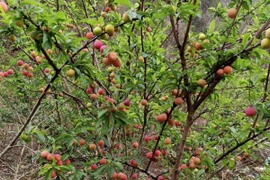 Hàng trăm tấn mận tam hoa phải đổ bỏ, nông dân Sơn La than trời