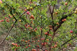 Hàng trăm tấn mận tam hoa phải đổ bỏ, nông dân Sơn La than trời