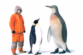 Loài chim cánh cụt thời tiền sử từng cao hơn con người