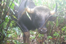 Gấu ngựa, bò tót quý hiếm được ghi nhận ở Kon Tum