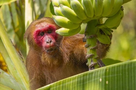 Động vật "quý như vàng" đi lạc ở Quảng Ninh, dân lập tức giao nộp