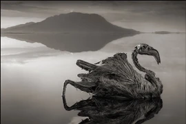 Rùng mình “hồ tử thần” khiến động vật sống trở thành xác ướp