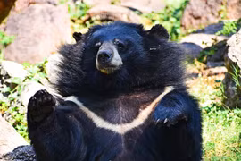 3 cá thể gấu ngựa tại Hà Nội được cứu hộ: Là loài quý hiếm