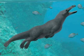 Tìm thấy cá voi 4 chân 42 triệu tuổi, chuyên gia bối rối