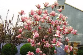 Cách trồng hoa mộc lan để chiêu tài hút lộc