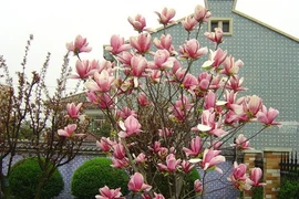 Cách trồng hoa mộc lan để chiêu tài hút lộc