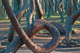 Bí ẩn 2 khu rừng kỳ quái có cây cối như “nhảy múa“