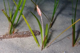 Tận mục loài thực vật duy nhất có hoa, thụ phấn dưới đáy biển