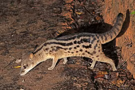 Loài vật bé hạt tiêu nhưng cực dai sức, “ân ái” tận 8 giờ 