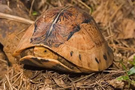 Vườn Quốc gia Vũ Quang tiếp nhận 8 cá thể rùa: Toàn loài quý hiếm!