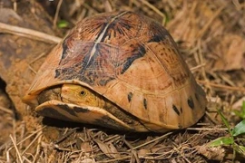 Vườn Quốc gia Vũ Quang tiếp nhận 8 cá thể rùa: Toàn loài quý hiếm!