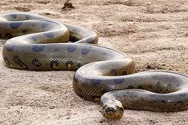 Những thủy quái khổng lổ ở sông Amazon có thể tấn công người