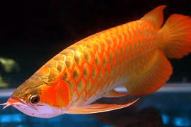 Ngắm loài cá cảnh đắt đỏ nhất thế giới: Có trong Sách Đỏ Việt Nam! 