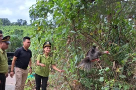 Soi 4 cá thể động vật siêu hiếm kiểm lâm Huế thả về tự nhiên 