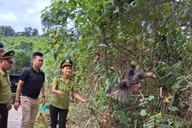 Soi 4 cá thể động vật siêu hiếm kiểm lâm Huế thả về tự nhiên 