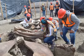 Giải mã 60 bộ xương voi ma mút khai quật ở Mexico
