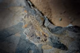 Phát hiện nòng nọc khủng 161 triệu tuổi, chuyên gia hé lộ sự thật bất ngờ 