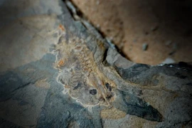 Phát hiện nòng nọc khủng 161 triệu tuổi, chuyên gia hé lộ sự thật bất ngờ 