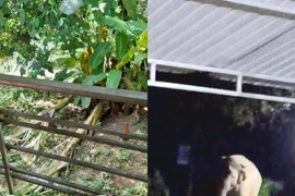 Voi rừng bất ngờ xuất hiện ở Nghệ An: Chuyên gia lý giải sao? 