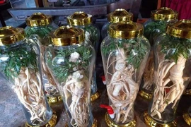 Uống rượu đinh lăng giúp nam giới “thao thức” cả đêm